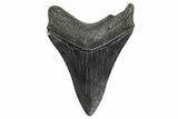 Fossil Megalodon Tooth - South Carolina #236219-1